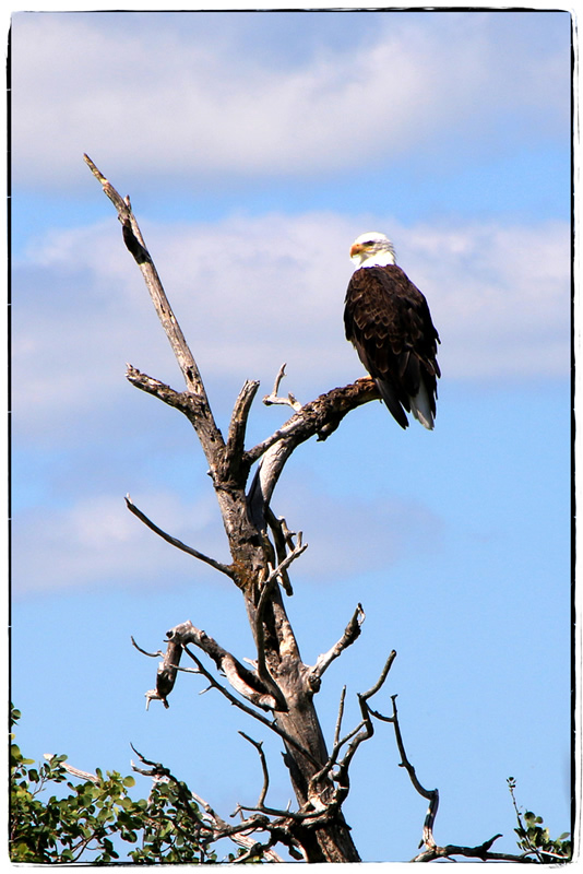 Bald Eagle by Trudy Curtis